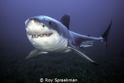 Great White at South Neptune Islands, South Australia by Roy Spraakman 